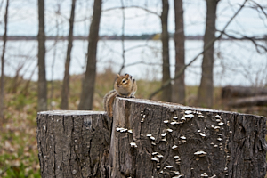 chipmunk resting on log on beausoleil island