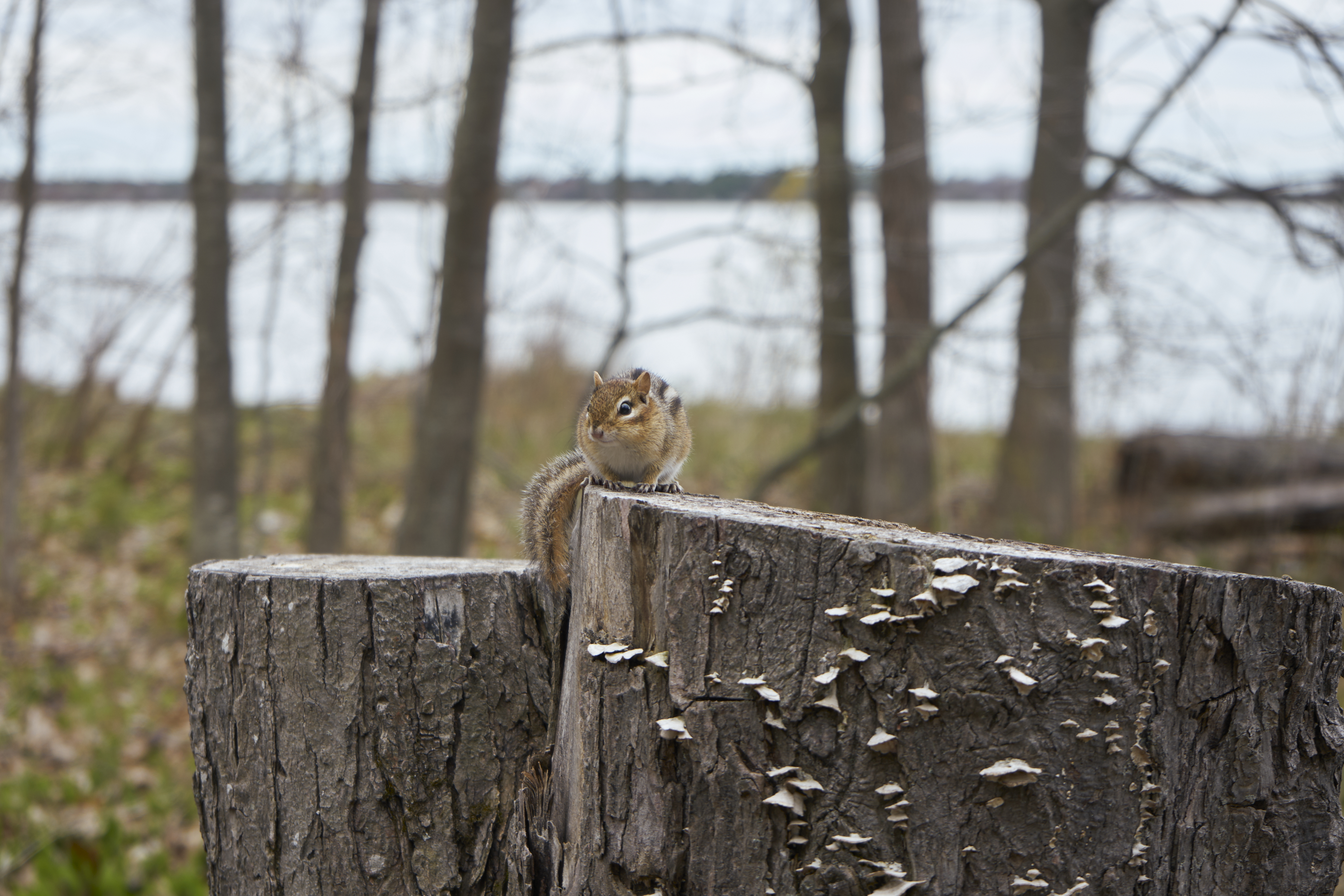 chipmunk resting on log on beausoleil island