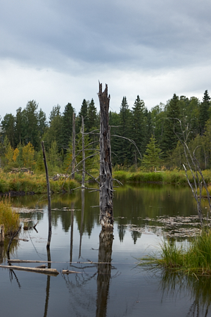 dead tree stump in swamp by beaver boardwalk, near hinton