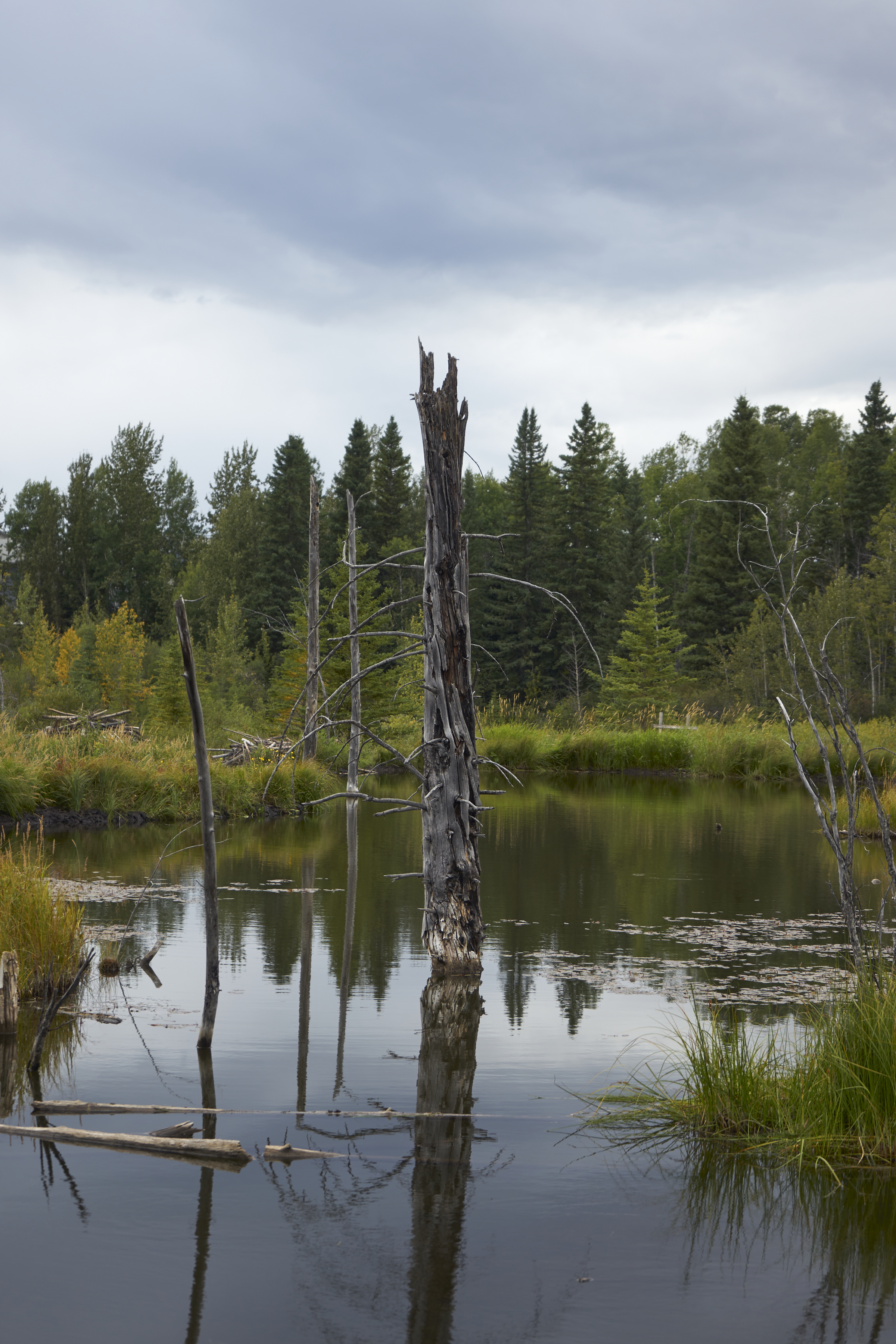 dead tree stump in swamp by beaver boardwalk, near hinton