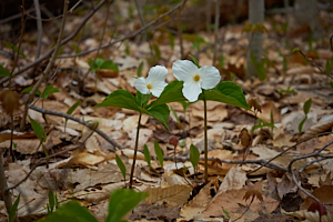 pair of white flowers on beausoleil island