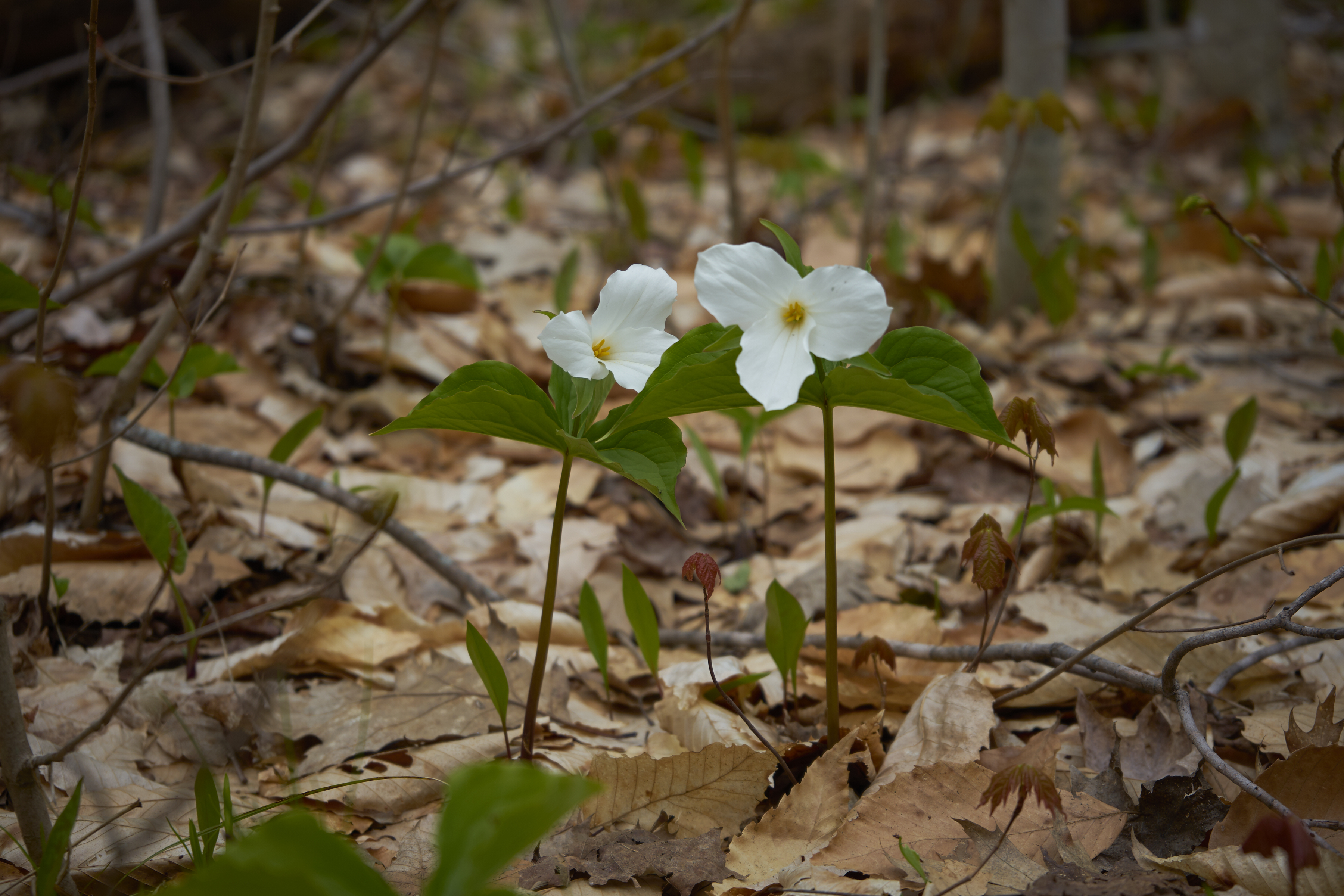 pair of white flowers on beausoleil island