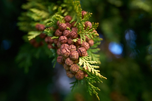 geometric seeds in st mary's quad, part 1