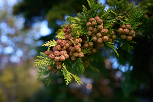 geometric seeds in st mary's quad, part 2