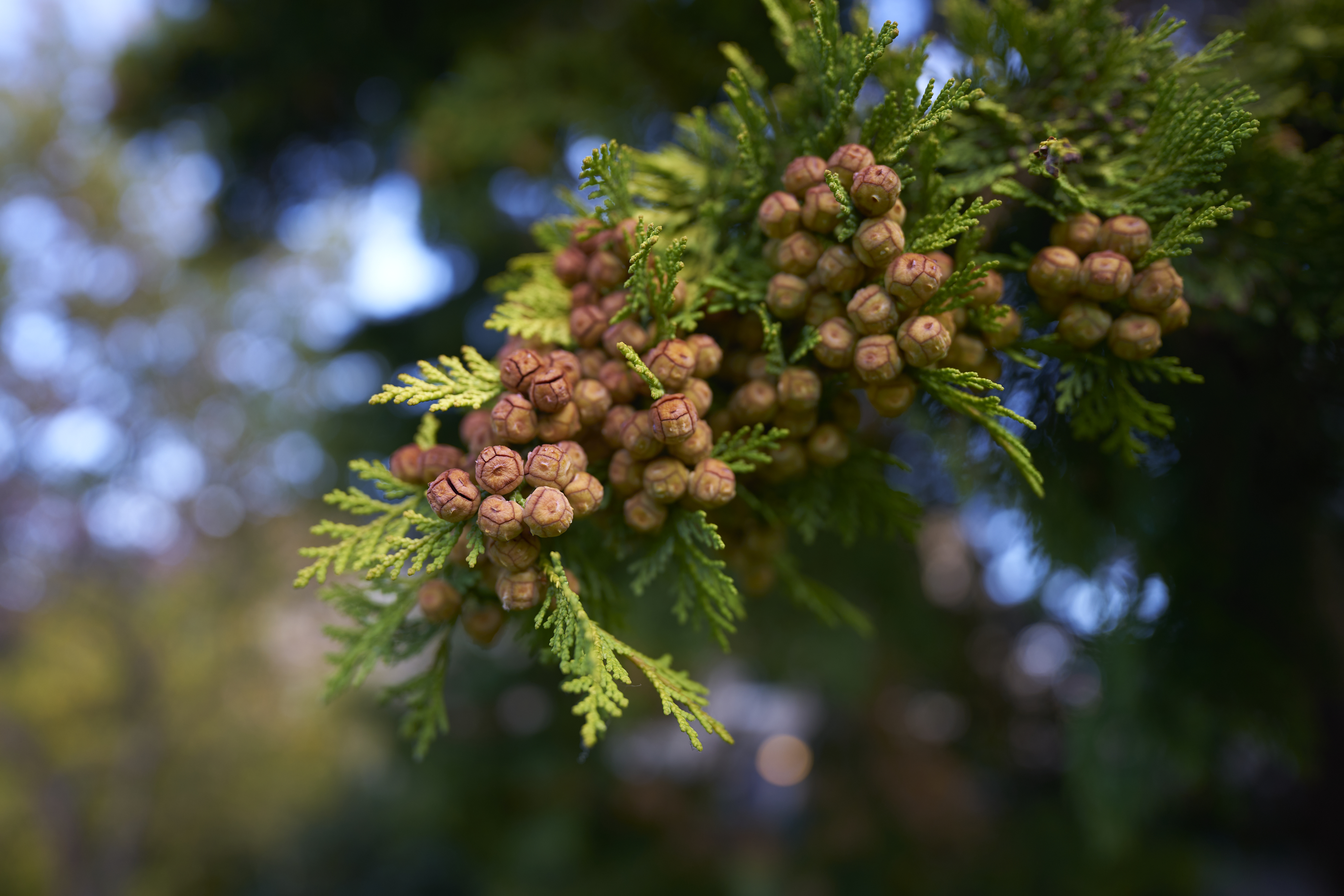 geometric seeds in st mary's quad, part 2
