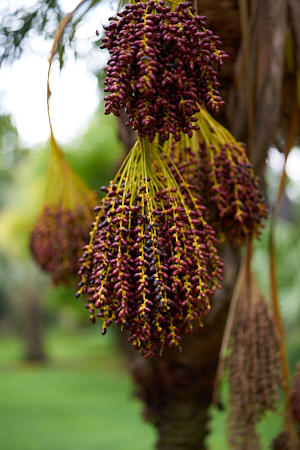 a fruit ball hanging from a tree