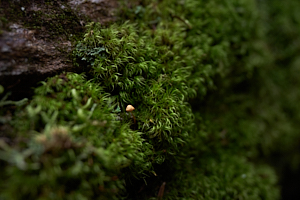 a small hidden mushroom in camel's hump state park