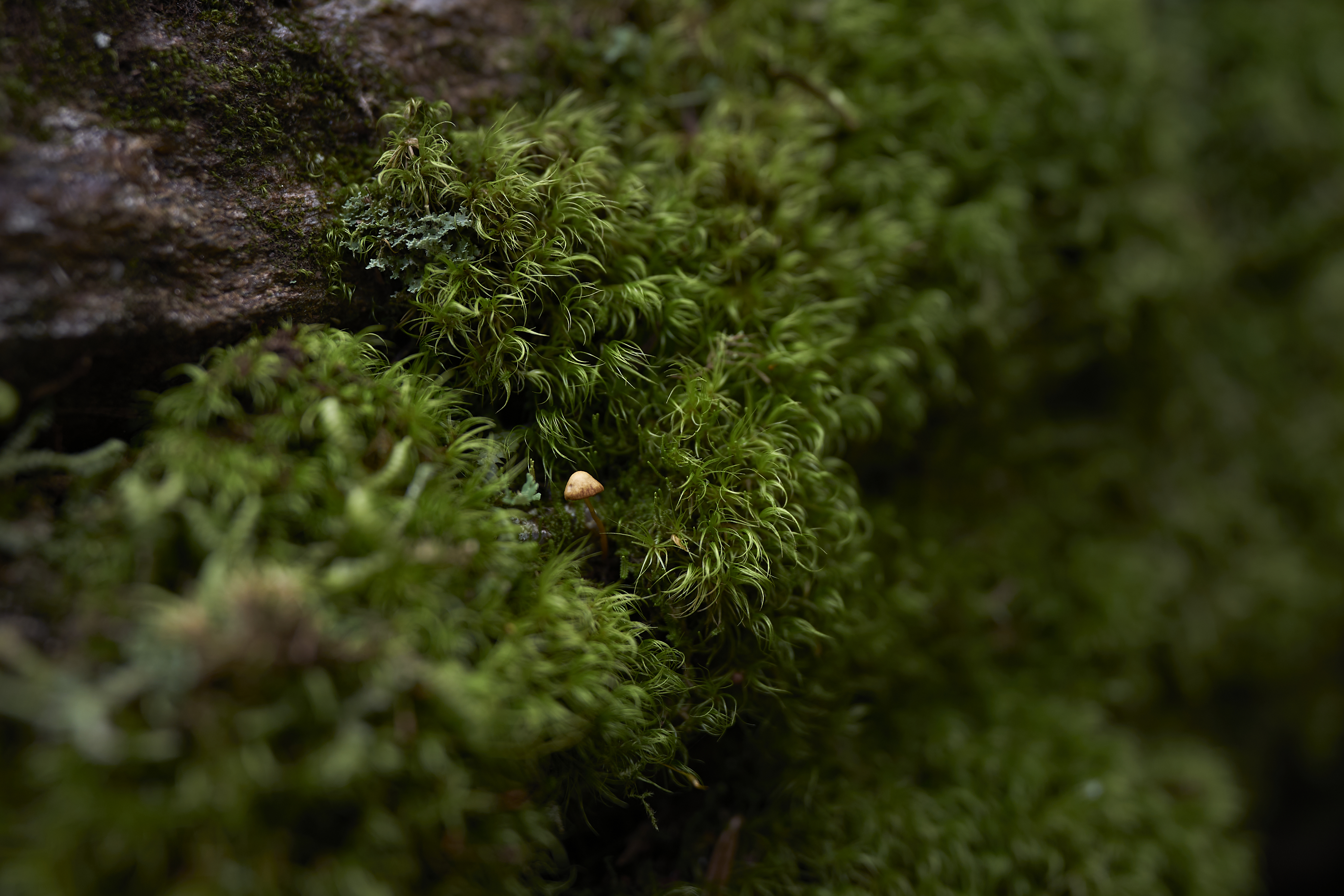 a small hidden mushroom in camel's hump state park