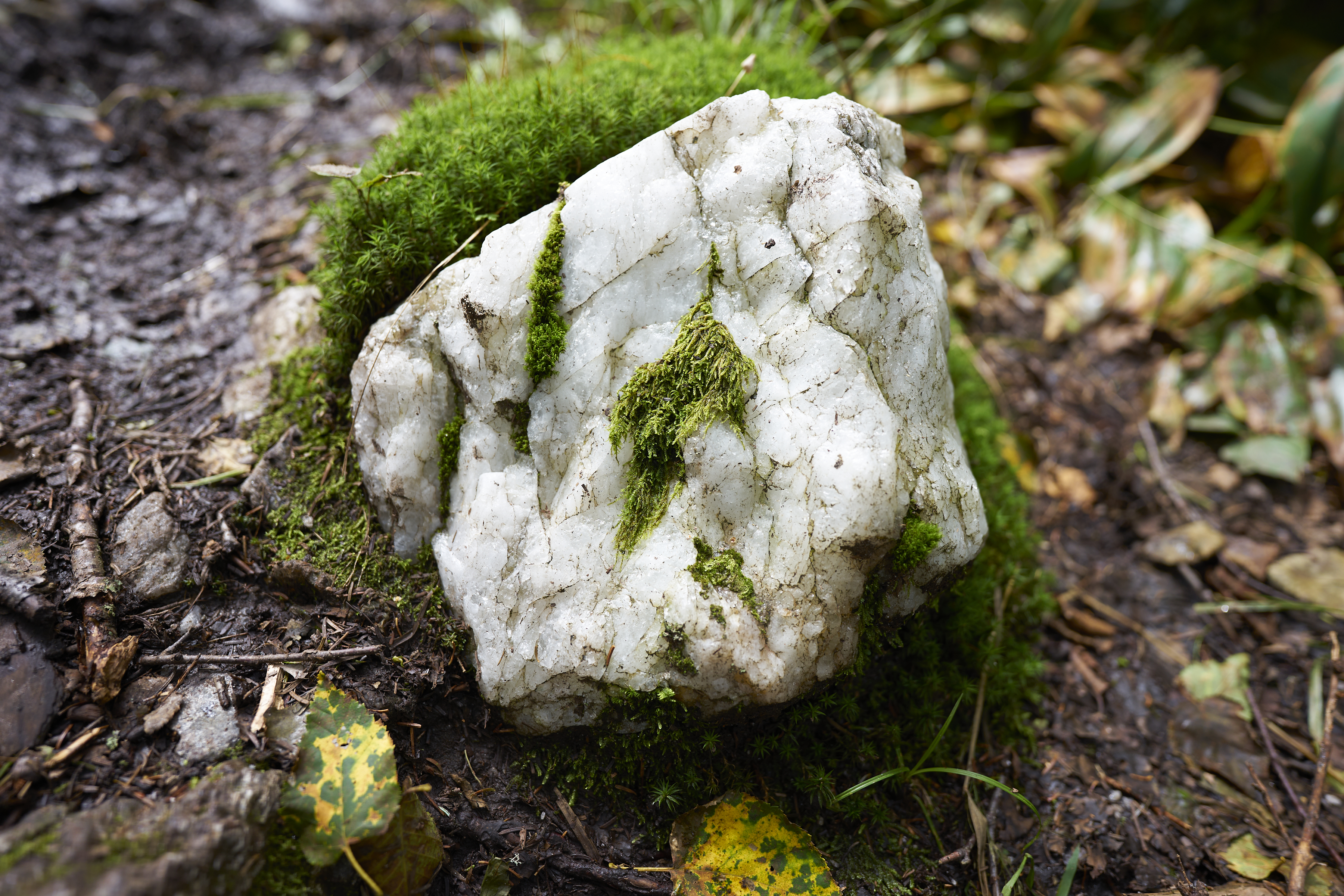 mossy marble rock in camel's hump state park