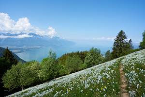 white flowers on the mountainside