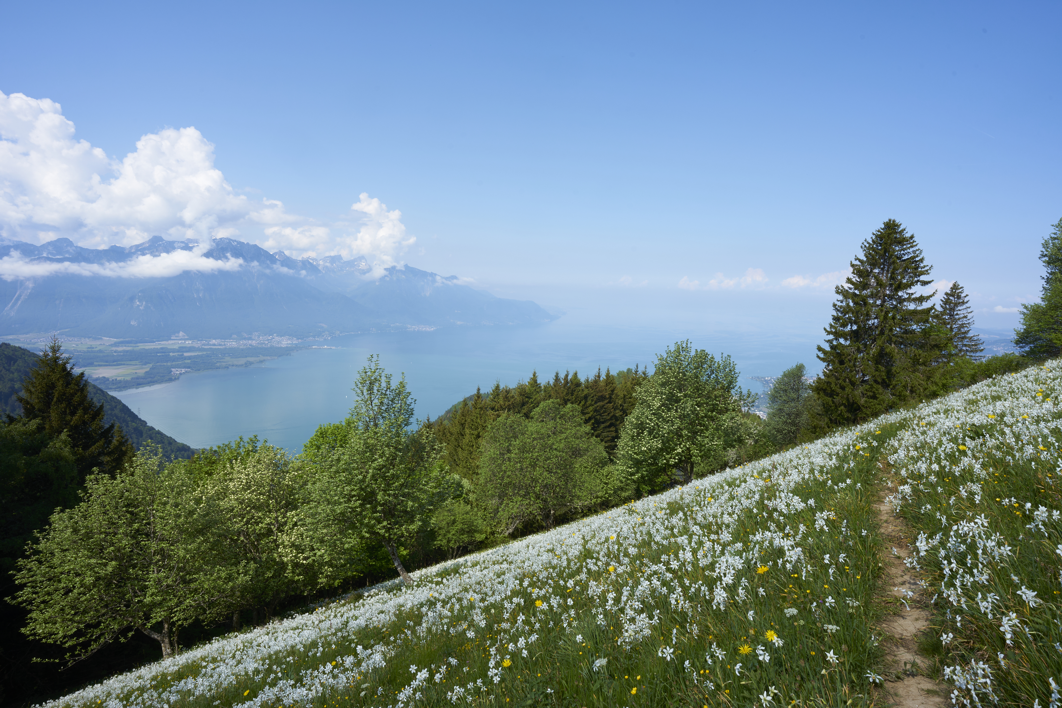 white flowers on the mountainside