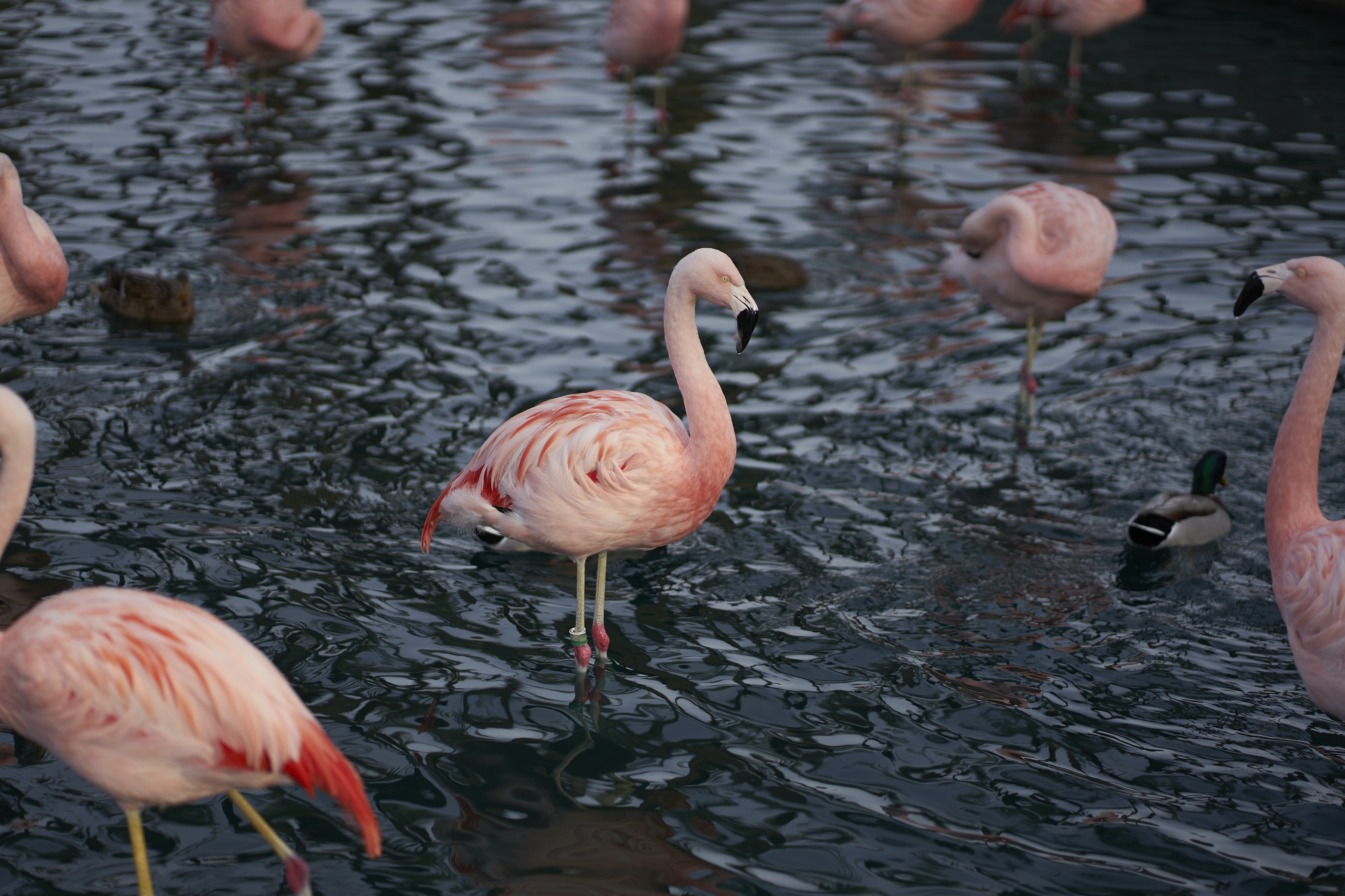 pink flamingos in scottsdale, arizona