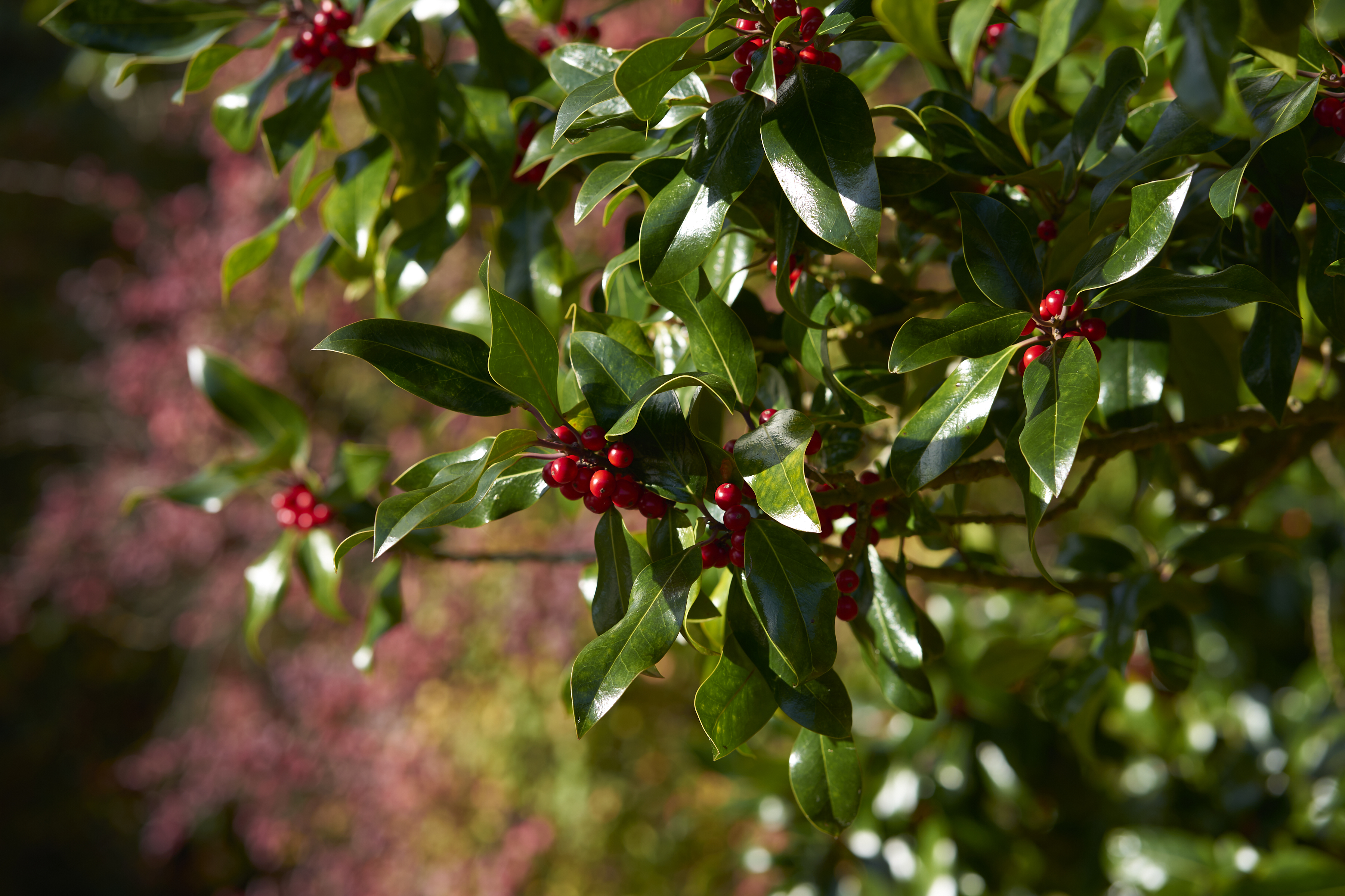 red berries on green leaves in st andrews botanic garden