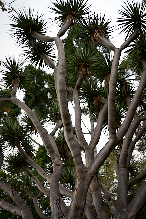 silvery tree trunks reaching for the sky