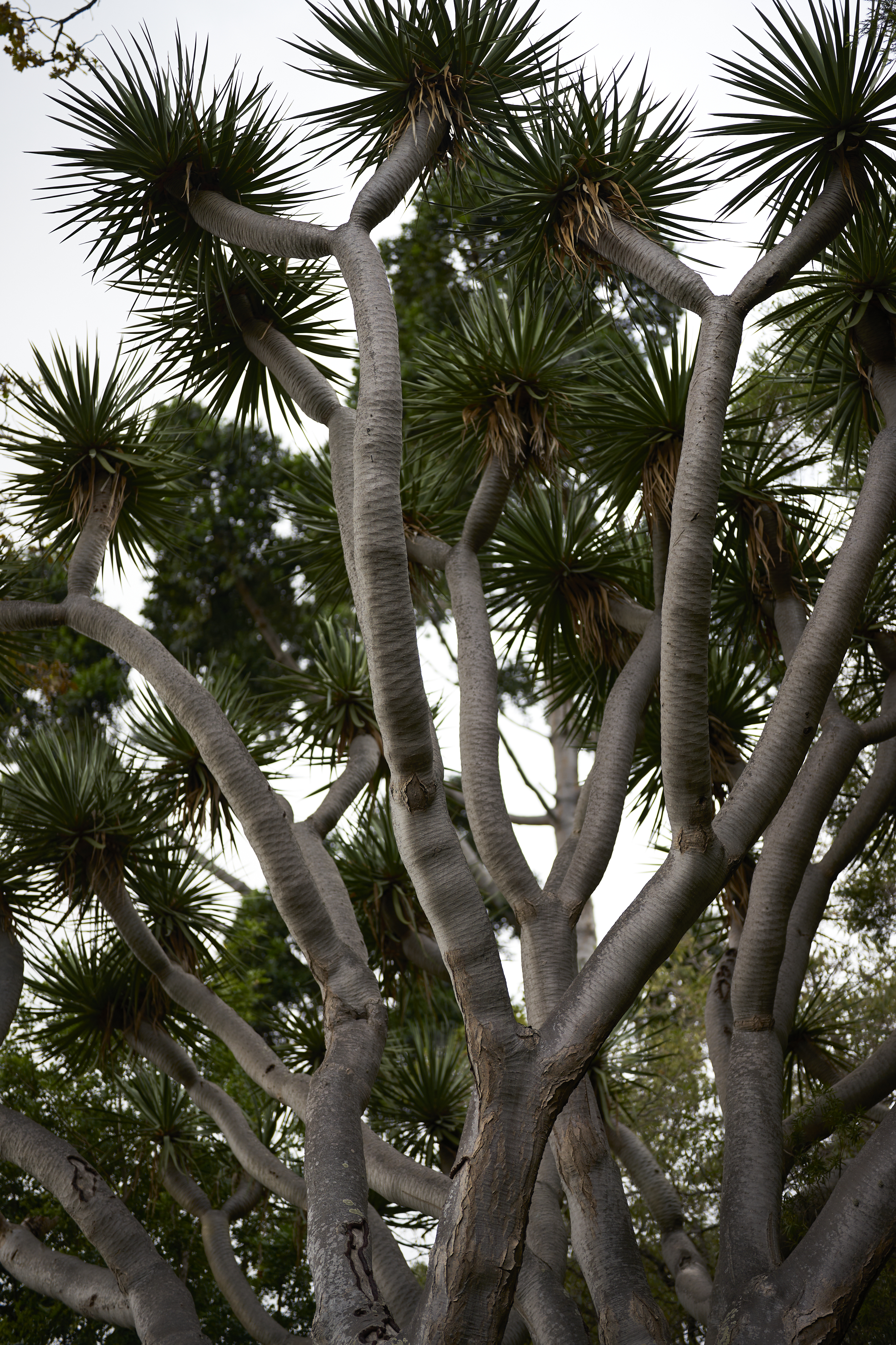 silvery tree trunks reaching for the sky