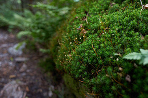 sprouts over greenery in camel's hump state park
