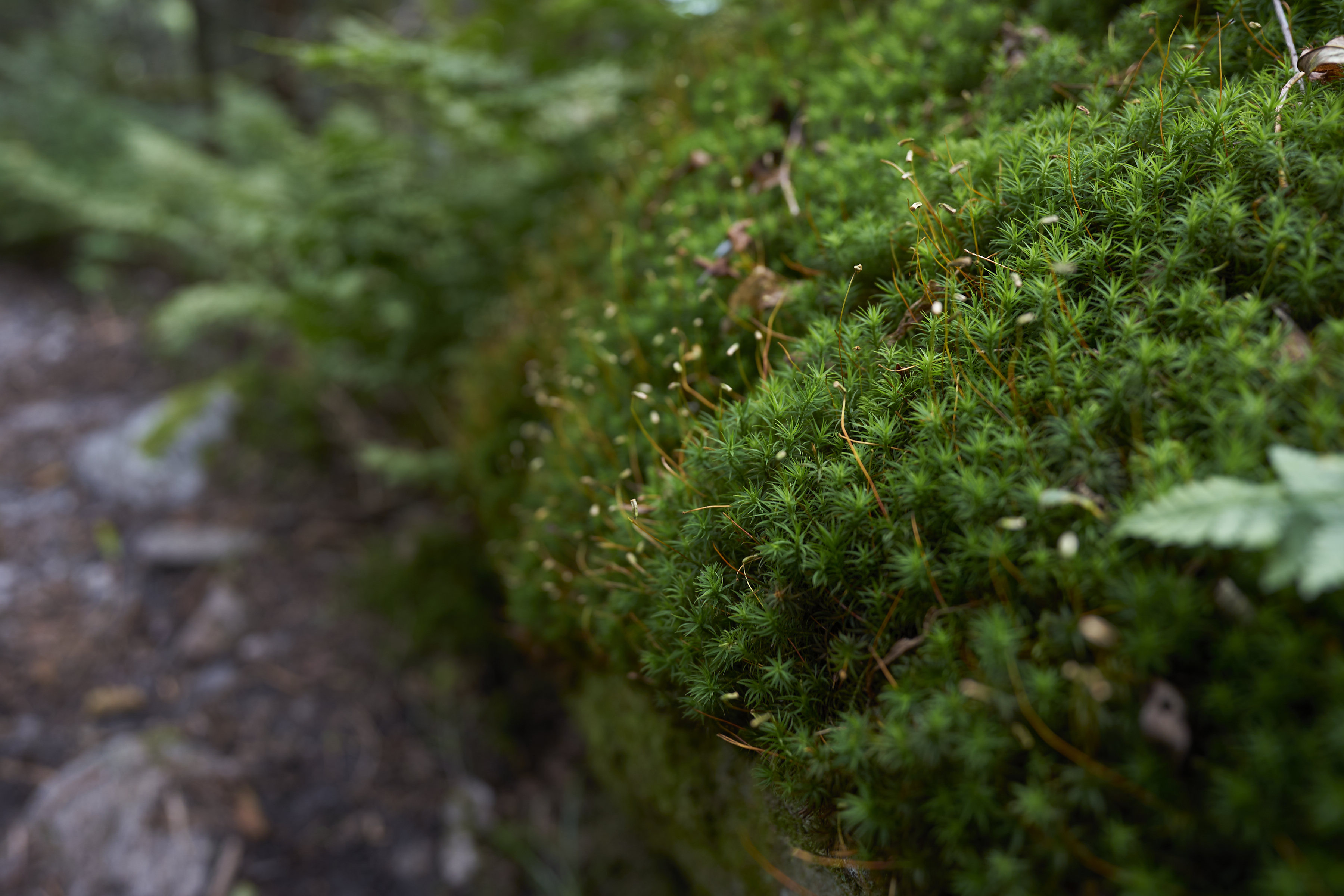 sprouts over greenery in camel's hump state park