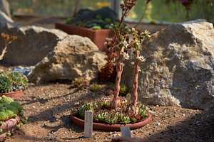 succulent study in st andrews botanic garden, part 1