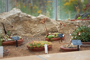 succulent study in st andrews botanic garden, part 2