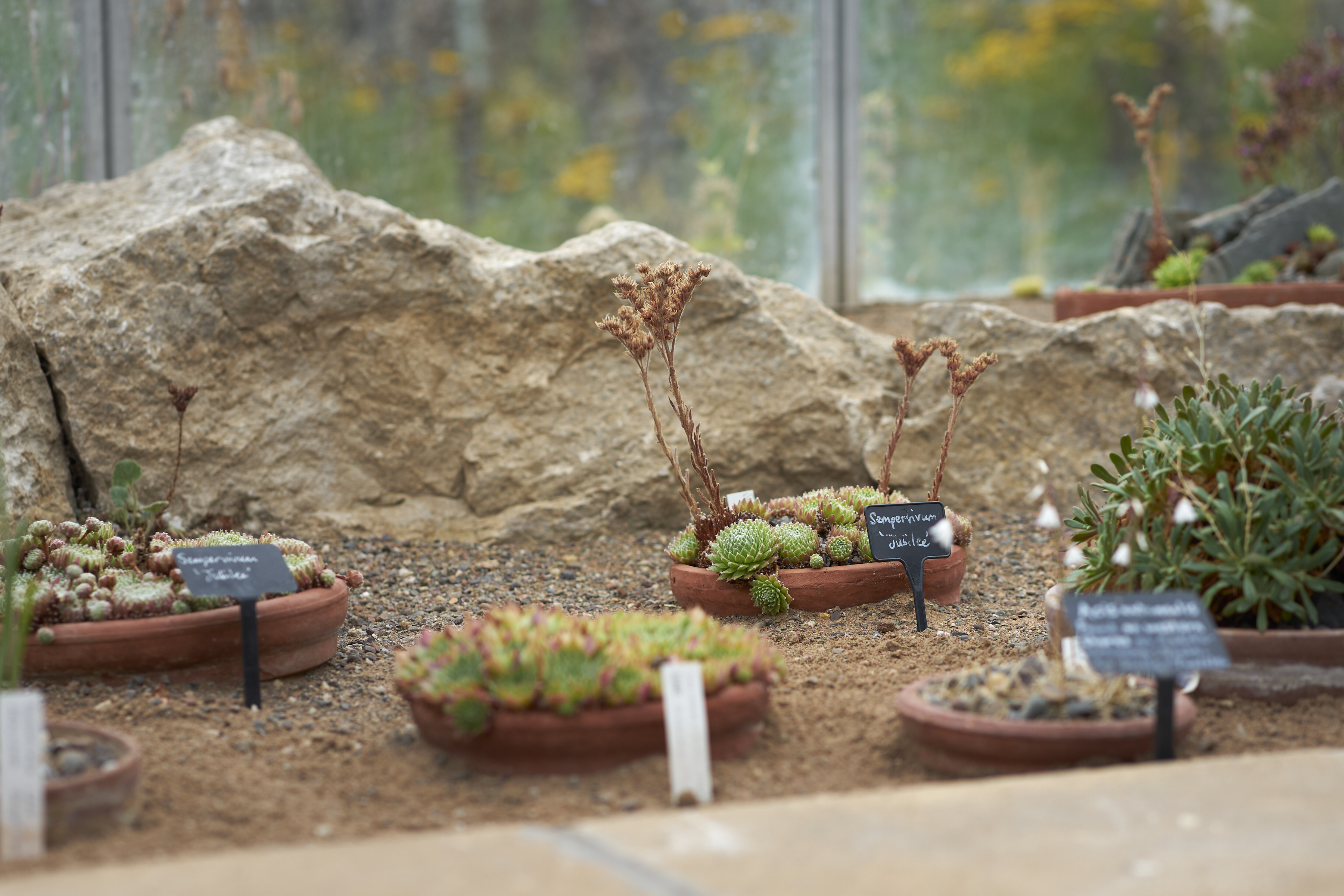 succulent study in st andrews botanic garden, part 2