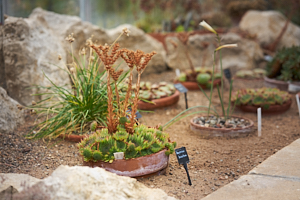 succulent study in st andrews botanic garden, part 3