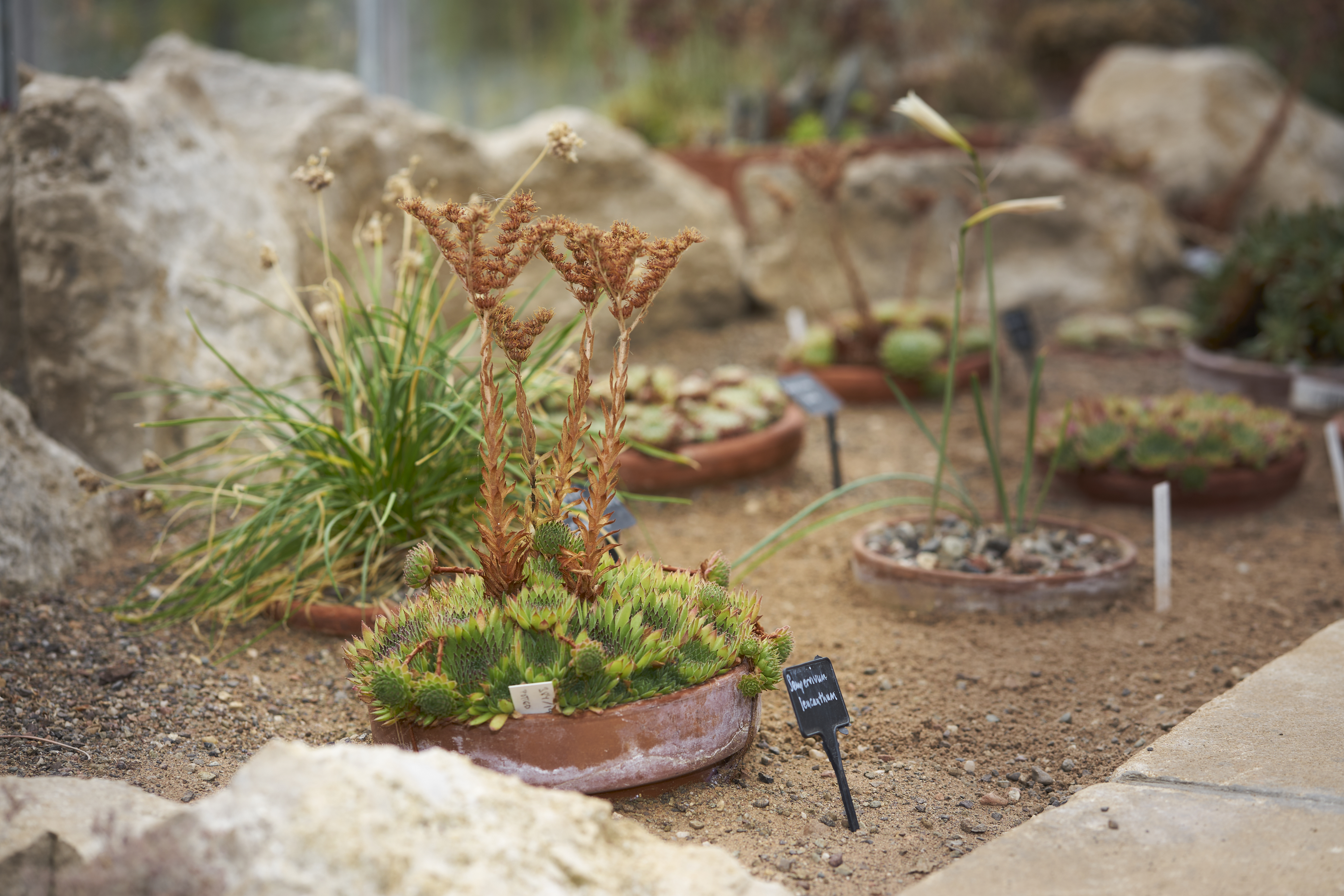 succulent study in st andrews botanic garden, part 3