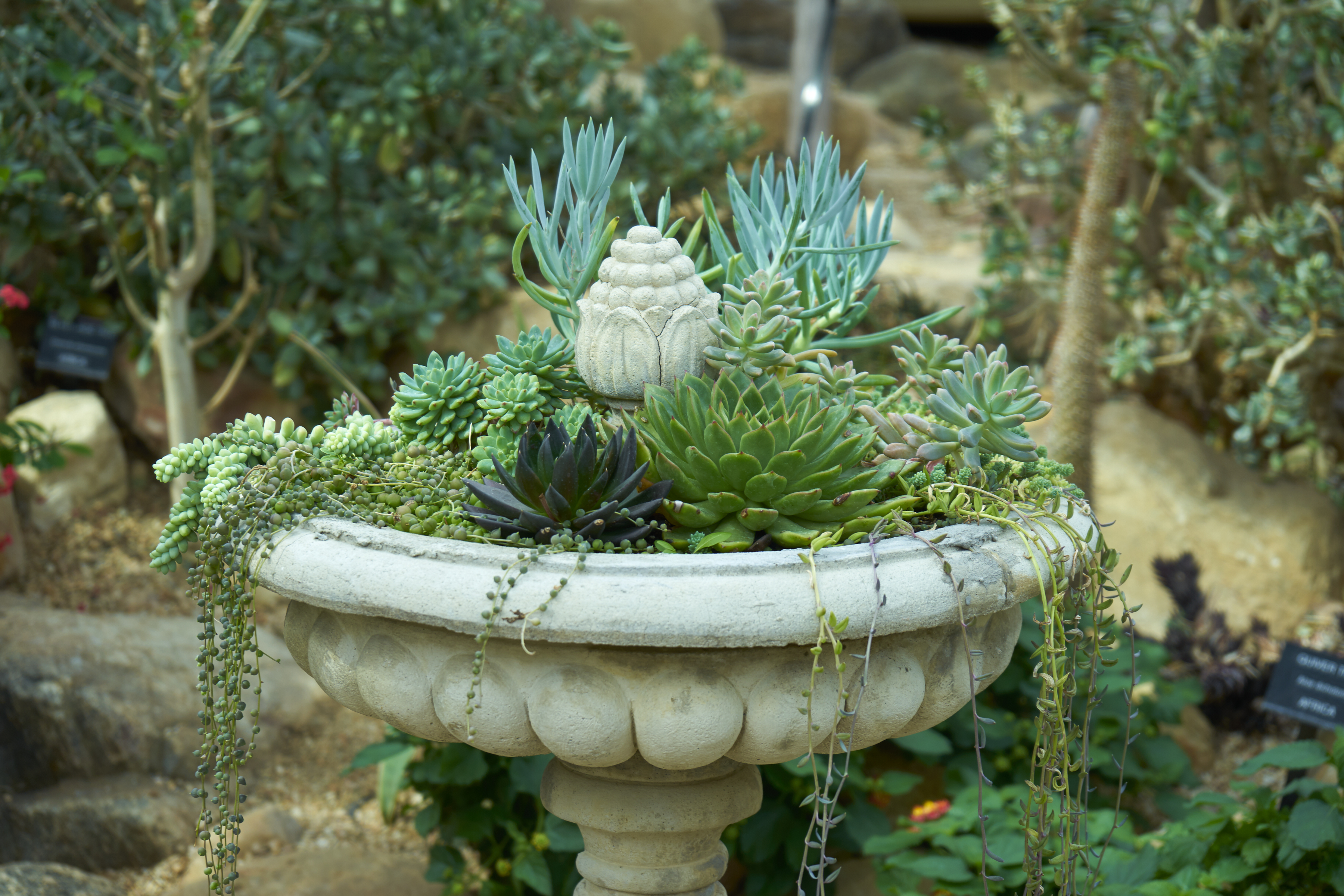 succulent fountain in muttart conservatory, edmonton