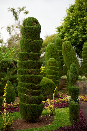 topiary tree among friends