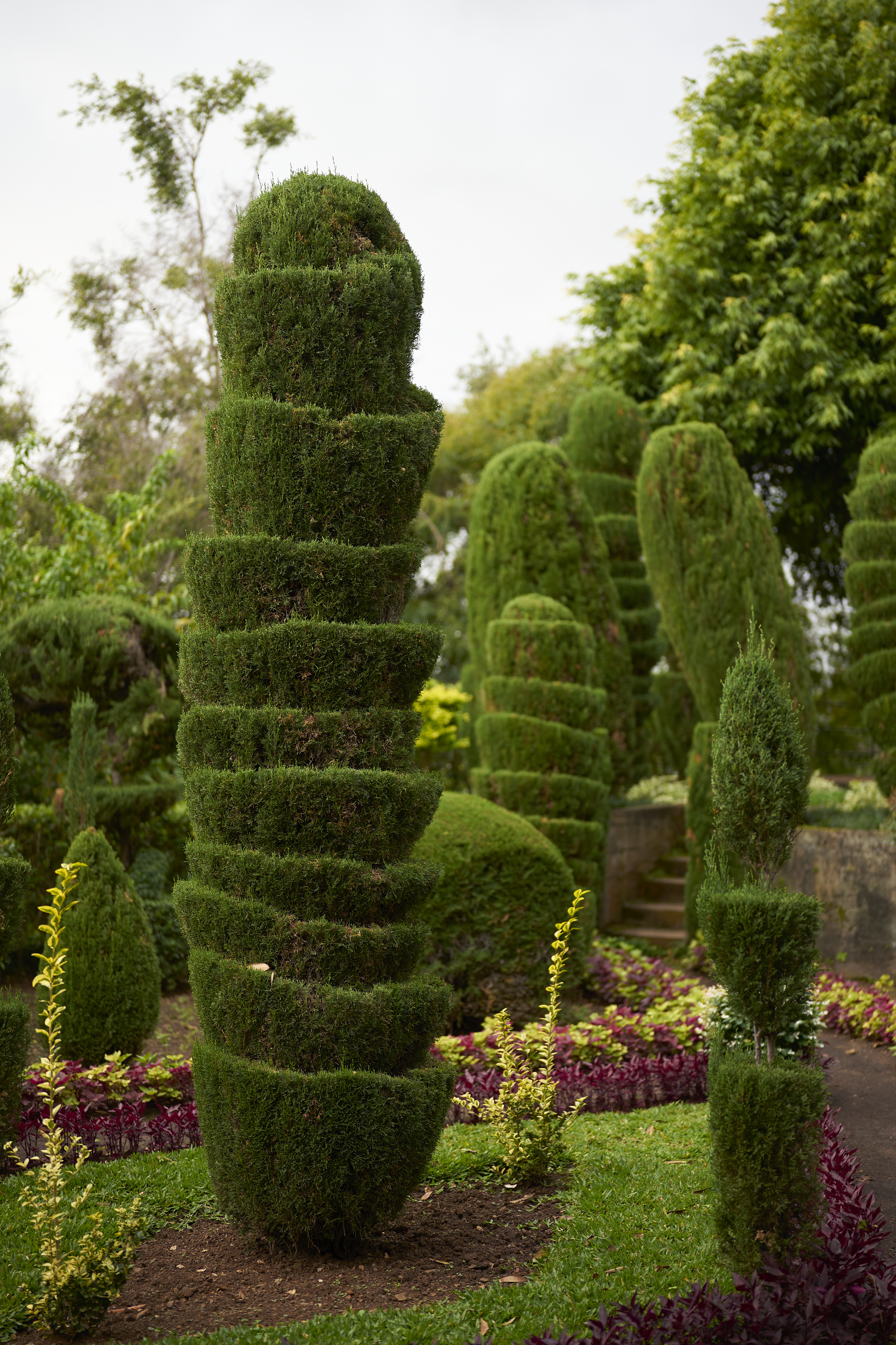 topiary tree among friends