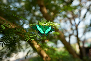 vibrant green butterfly in niagara butterfly conservatory