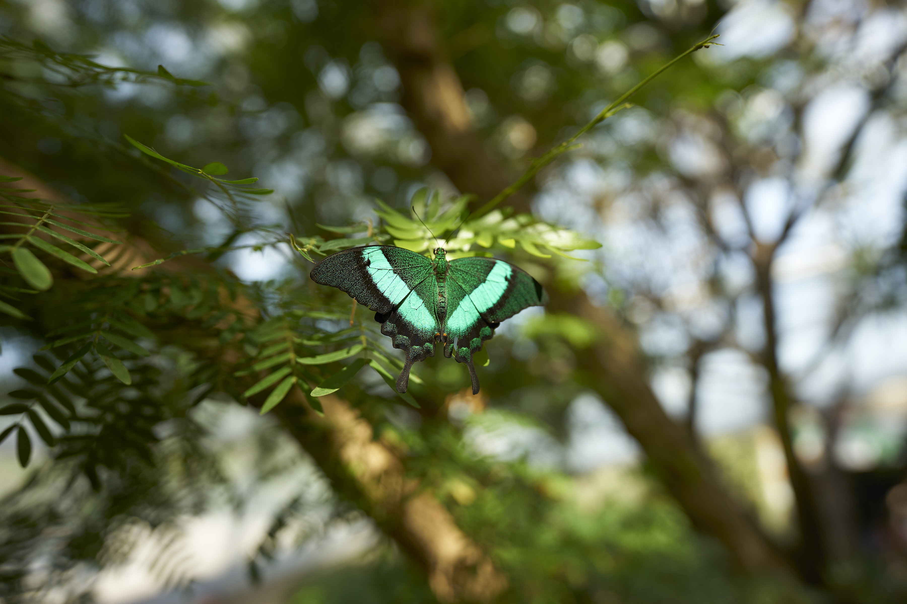 vibrant green butterfly in niagara butterfly conservatory