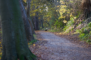 bench and winding path down lade braes