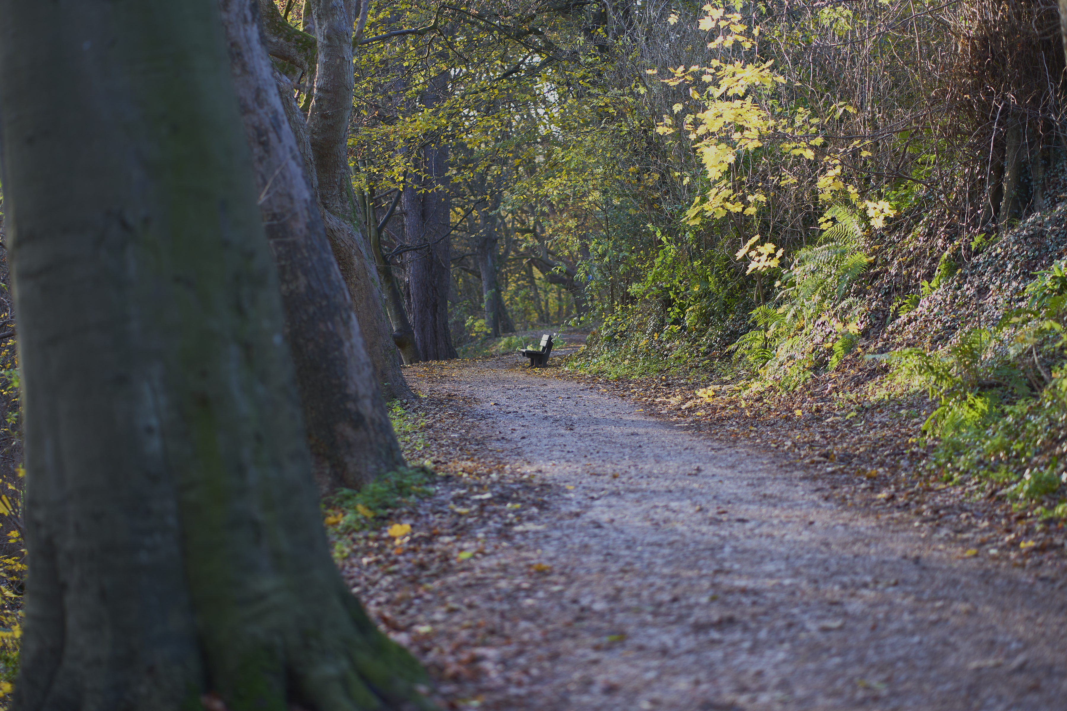 bench and winding path down lade braes