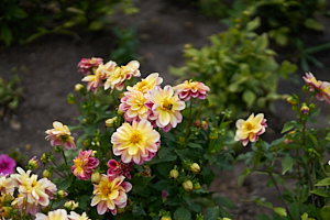 pink-yellow flowers and a bee in the university of alberta botanic garden