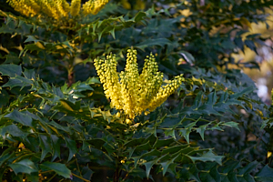 upright yellow flowers in st andrews botanic garden